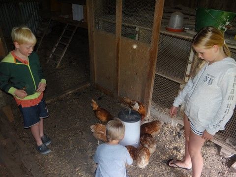 Samen met de kinderen de kippen voeren