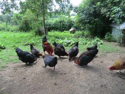 Onze Marans-kippen